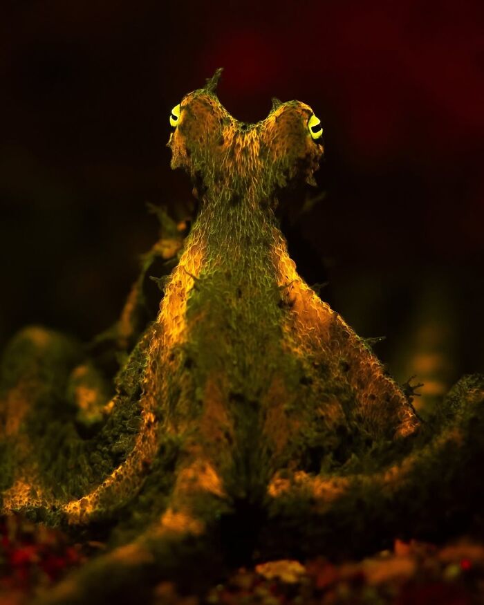 Glowing Algae Octopus Hunting at Dusk