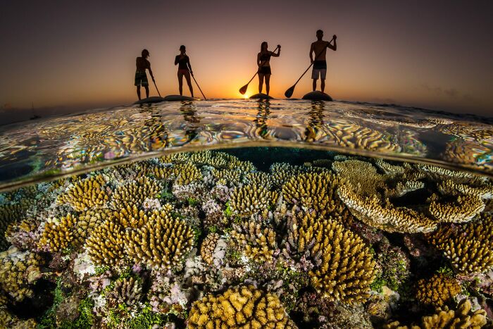 Paddle Boarders Floating Over a Reef Sunset
