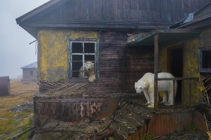 Polar Bears Move Into Abandoned Station (Cool Neighbors?)