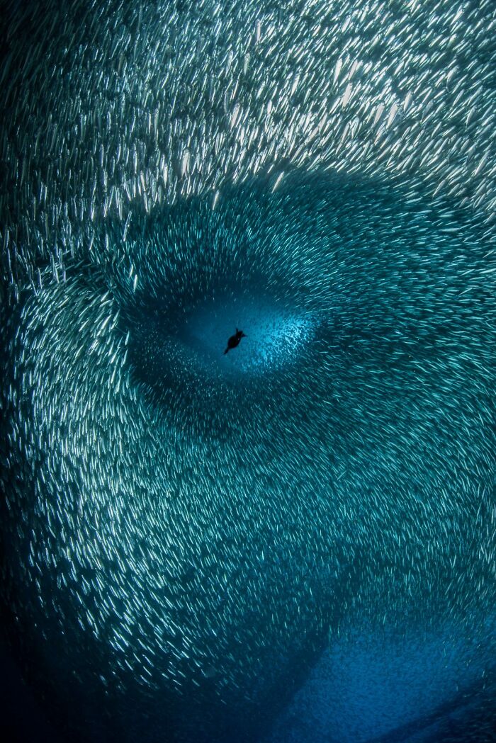 Cormorant Makes Ocean Face With Baitfish