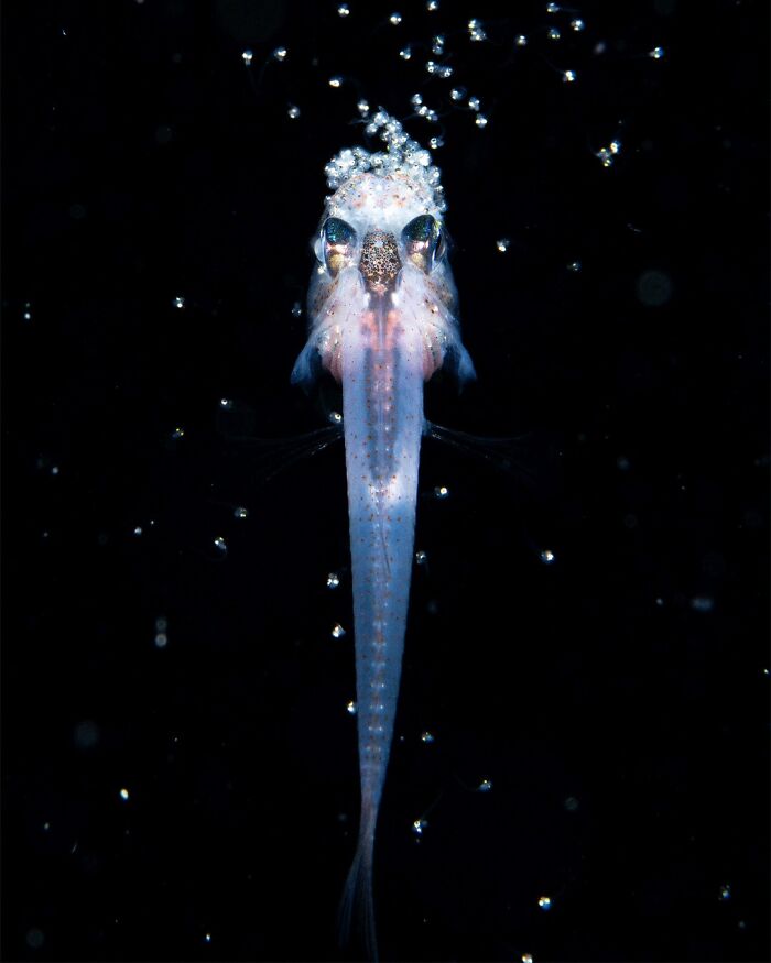 Cardinal Fish’s Nighttime Volcano of Life