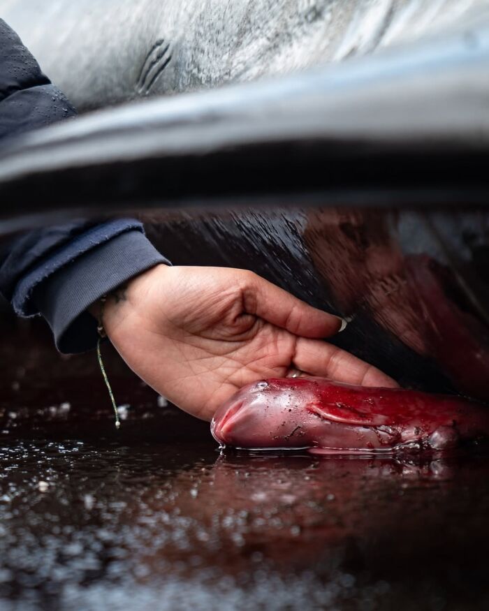 Whale Fetus Grief: Heartbreaking Reality of Whale Hunts