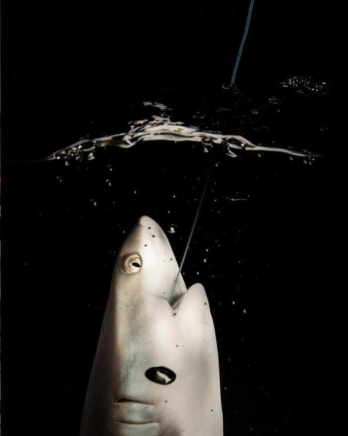 Grey Reef Shark’s Unplanned Nighttime Hook-Up