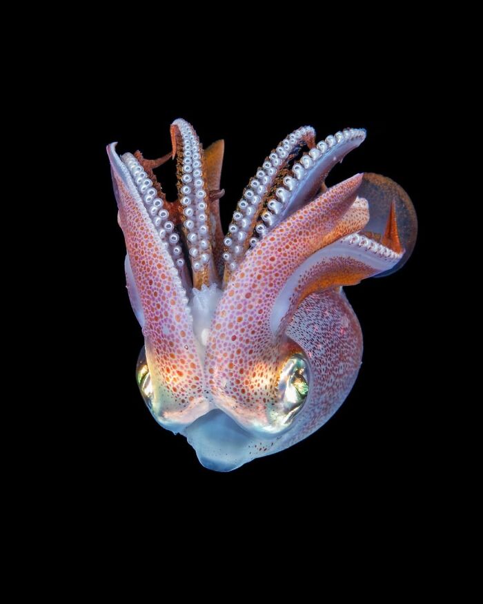 Arrow Squid’s Colorful Show-Off