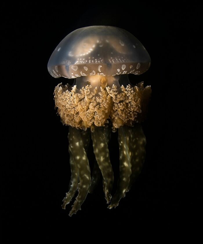 Golden Medusa Jellyfish Lights Up Raja Ampat
