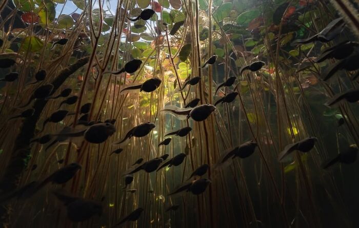 Toad Tadpoles Glow with Back-Lit Coolness