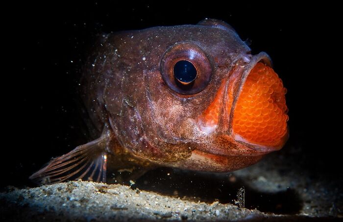 Mouthbrooding Fish Puts On a Night Show