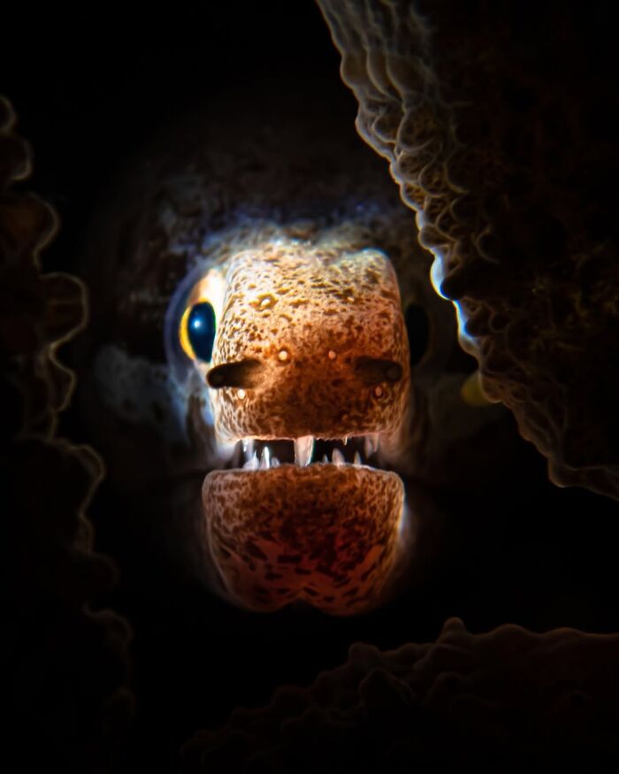 Moray Eel’s Spooky Peek from Coral