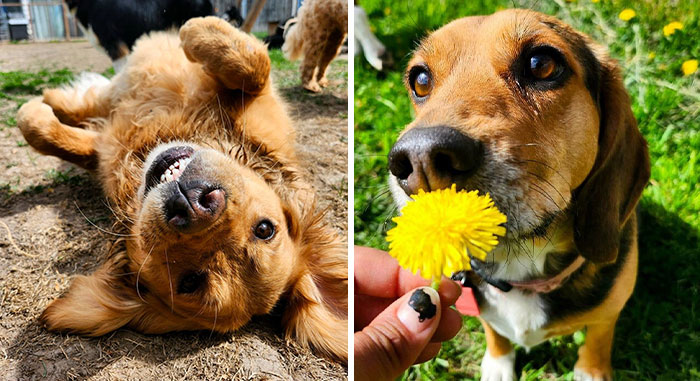 Doggy Daycare Shenanigans: 51 Hilarious Moments You’ve Gotta See