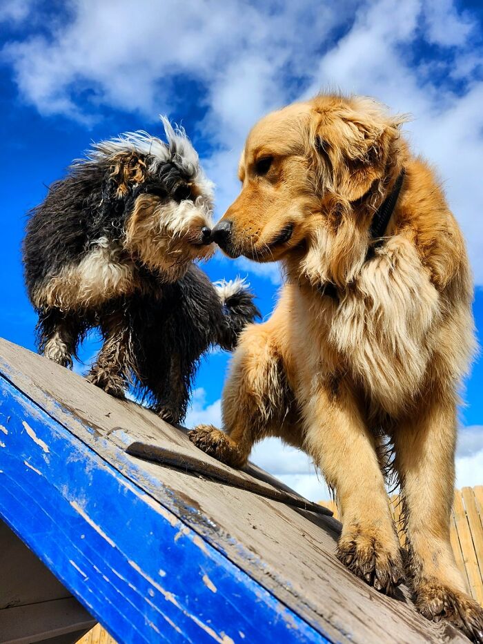 Doggy Daycare Shenanigans: 51 Hilarious Moments You’ve Gotta See