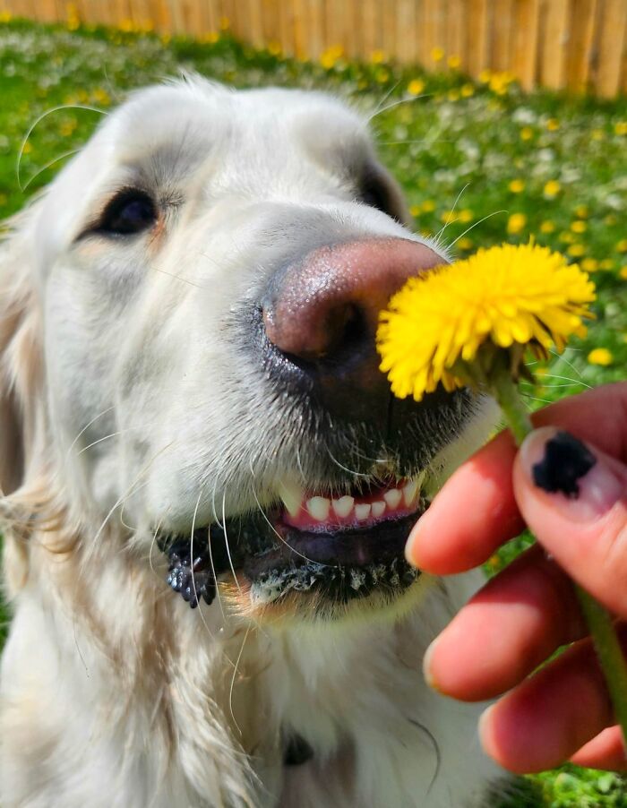 Doggy Daycare Shenanigans: 51 Hilarious Moments You’ve Gotta See