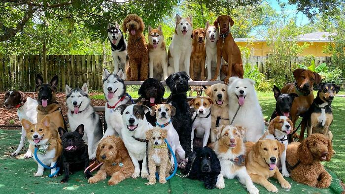 Doggy Daycare Shenanigans: 51 Hilarious Moments You’ve Gotta See