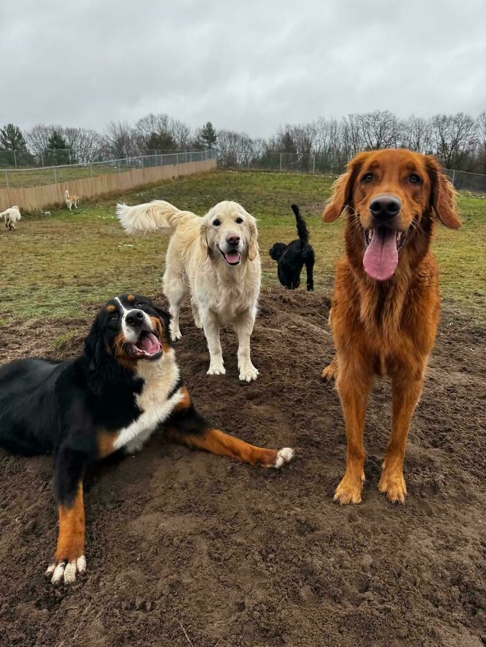 Doggy Daycare Shenanigans: 51 Hilarious Moments You’ve Gotta See
