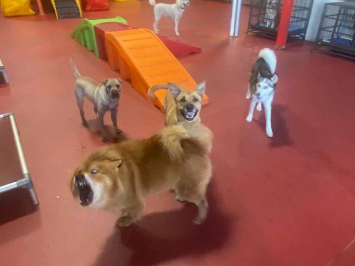 Doggy Daycare Shenanigans: 51 Hilarious Moments You’ve Gotta See