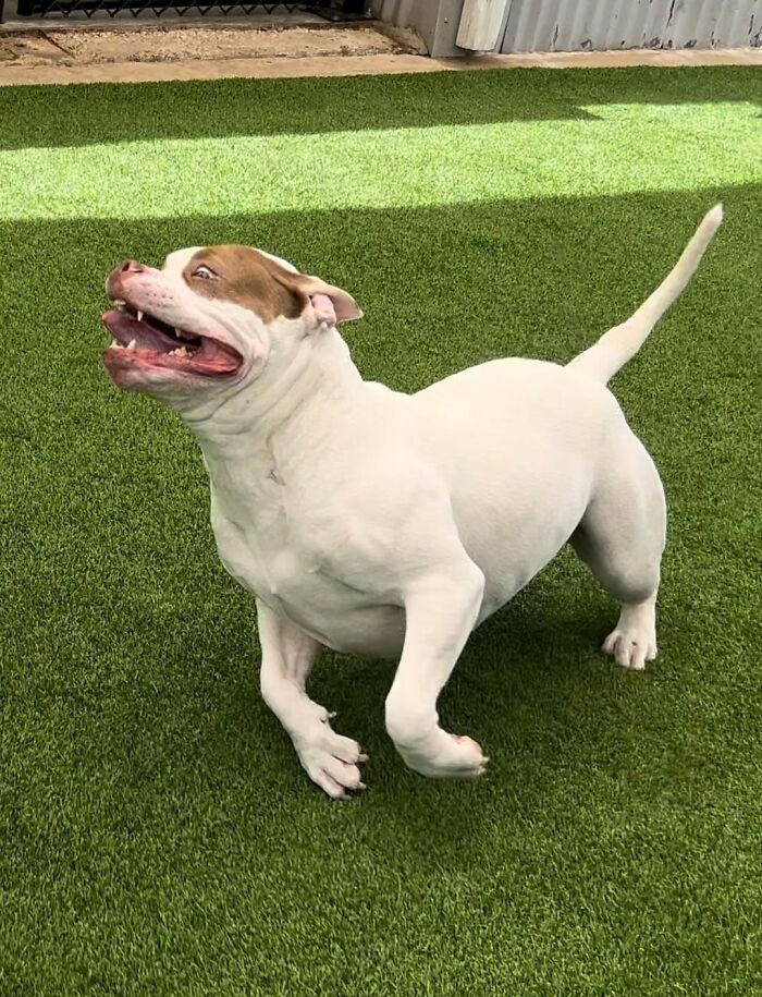 Doggy Daycare Shenanigans: 51 Hilarious Moments You’ve Gotta See