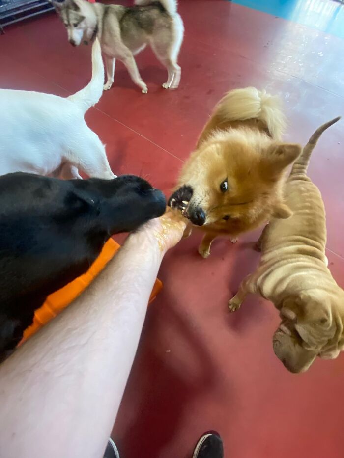 Doggy Daycare Shenanigans: 51 Hilarious Moments You’ve Gotta See