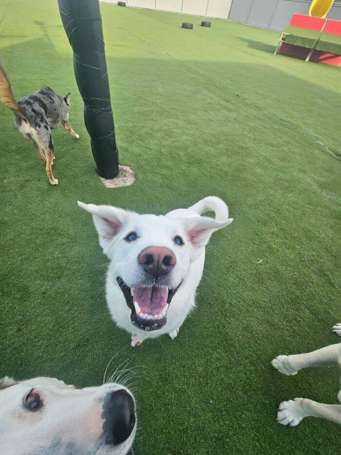 Doggy Daycare Shenanigans: 51 Hilarious Moments You’ve Gotta See