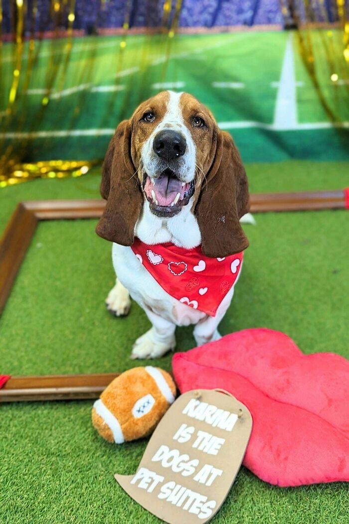 Doggy Daycare Shenanigans: 51 Hilarious Moments You’ve Gotta See