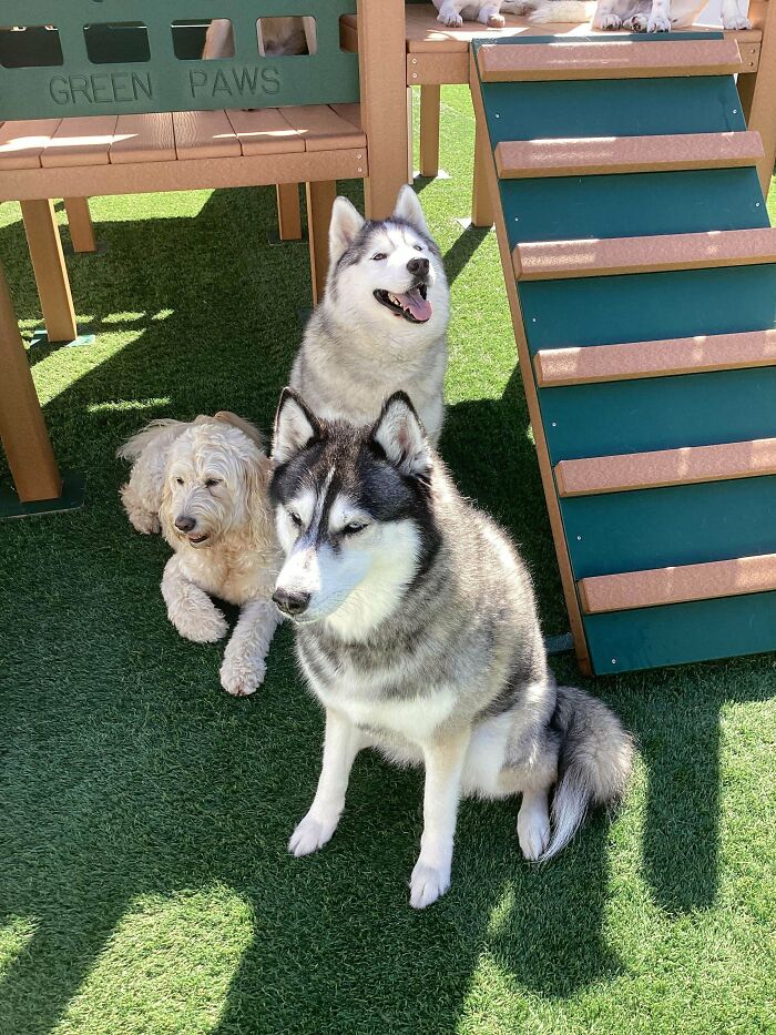 Doggy Daycare Shenanigans: 51 Hilarious Moments You’ve Gotta See