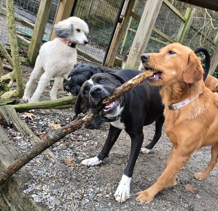 Doggy Daycare Shenanigans: 51 Hilarious Moments You’ve Gotta See