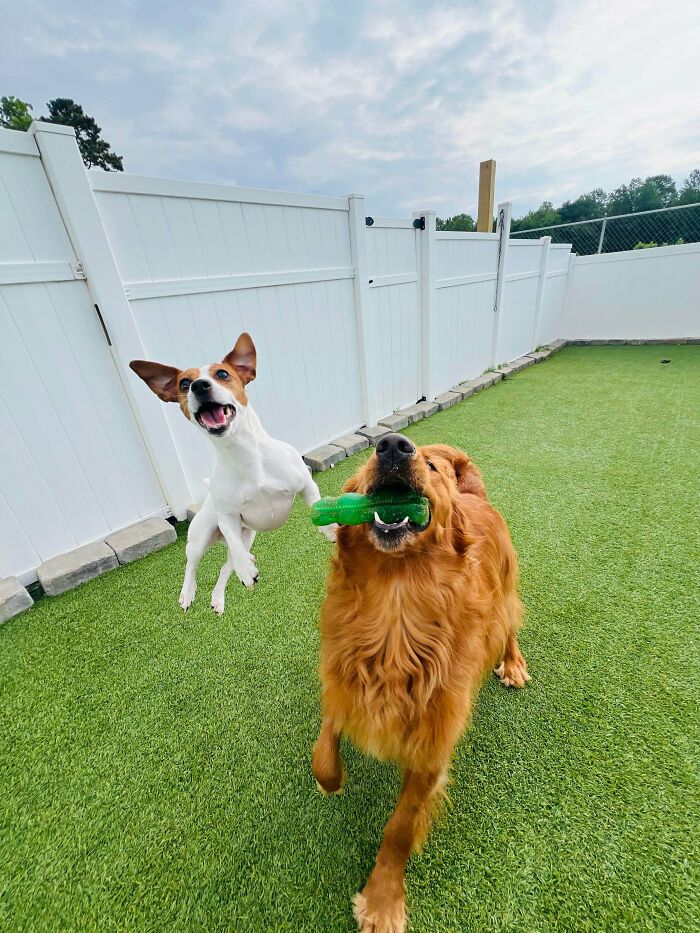 Doggy Daycare Shenanigans: 51 Hilarious Moments You’ve Gotta See