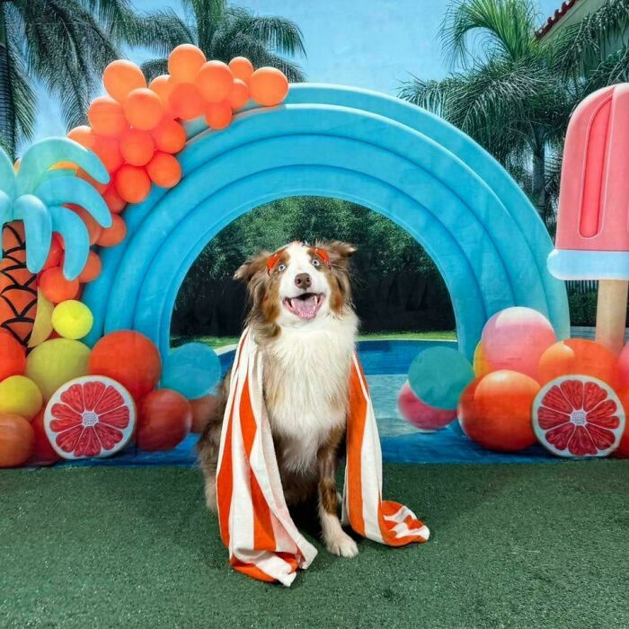 Doggy Daycare Shenanigans: 51 Hilarious Moments You’ve Gotta See