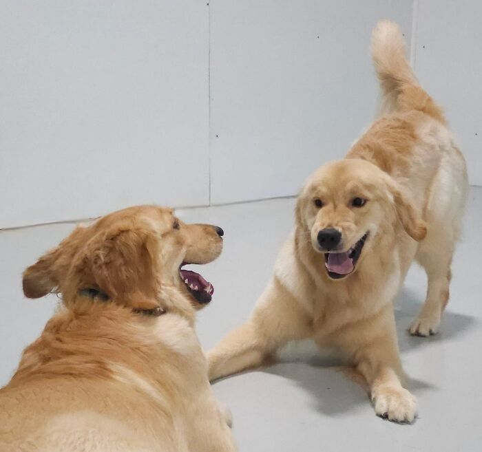 Doggy Daycare Shenanigans: 51 Hilarious Moments You’ve Gotta See