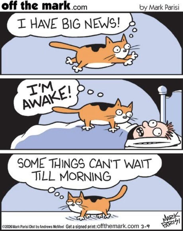 Wait, These Cat Comics Nailed Living With Cats To A T!