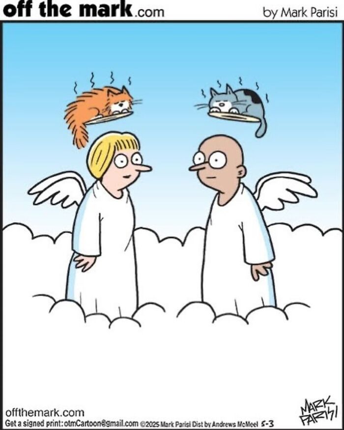 Wait, These Cat Comics Nailed Living With Cats To A T!