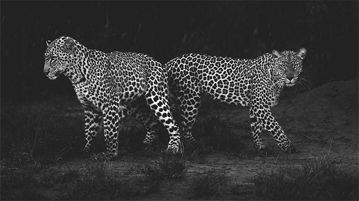 Wildlife Pics That Will Make You Say Wow, Plus The Cool Stories Behind Them