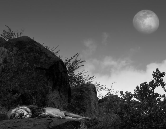 Wildlife Pics That Will Make You Say Wow, Plus The Cool Stories Behind Them