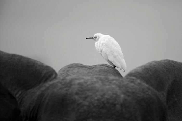 Wildlife Pics That Will Make You Say Wow, Plus The Cool Stories Behind Them