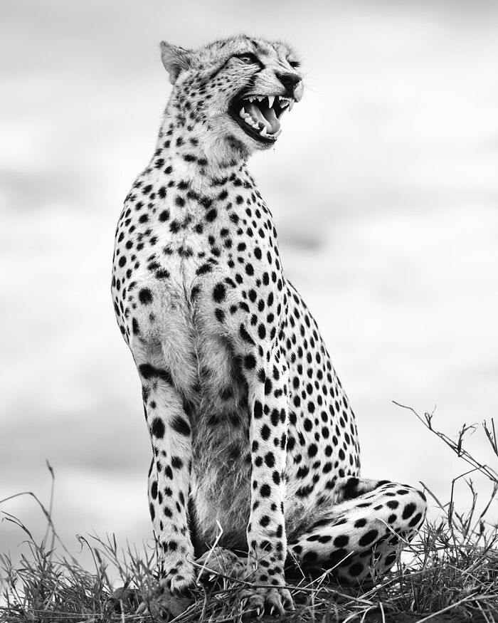 Wildlife Pics That Will Make You Say Wow, Plus The Cool Stories Behind Them