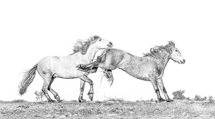 Wildlife Pics That Will Make You Say Wow, Plus The Cool Stories Behind Them