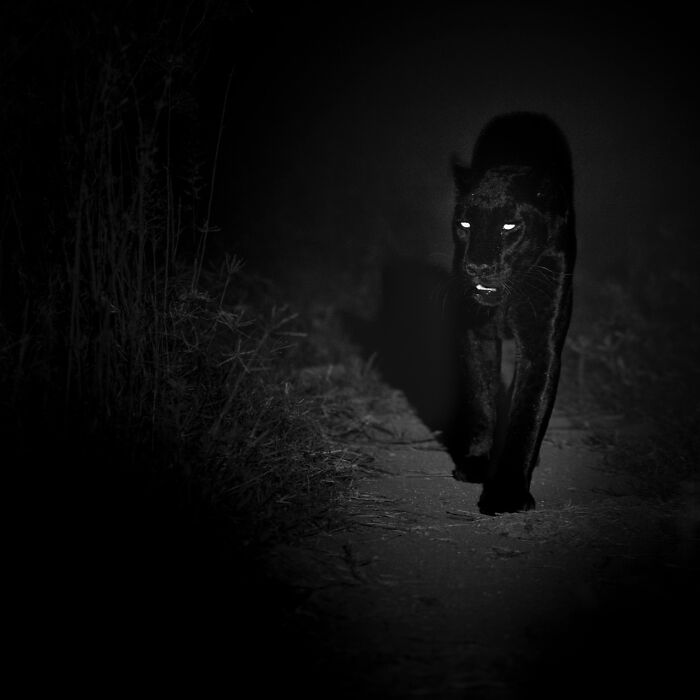 Wildlife Pics That Will Make You Say Wow, Plus The Cool Stories Behind Them