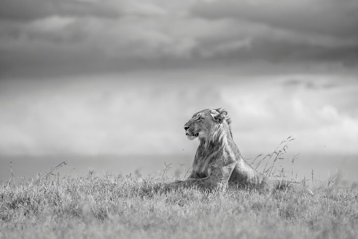 Wildlife Pics That Will Make You Say Wow, Plus The Cool Stories Behind Them