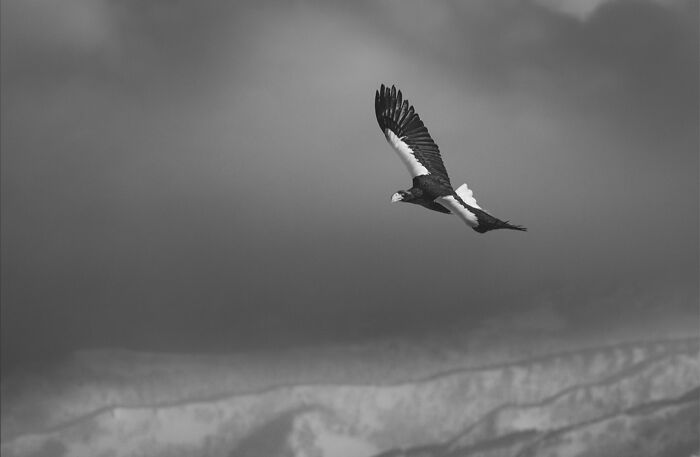 Wildlife Pics That Will Make You Say Wow, Plus The Cool Stories Behind Them