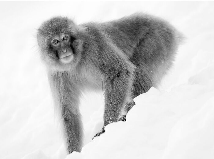 Wildlife Pics That Will Make You Say Wow, Plus The Cool Stories Behind Them