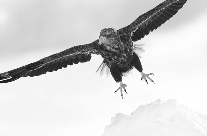 Wildlife Pics That Will Make You Say Wow, Plus The Cool Stories Behind Them