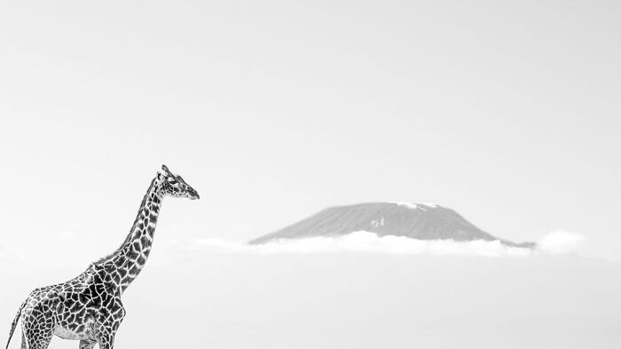 Wildlife Pics That Will Make You Say Wow, Plus The Cool Stories Behind Them