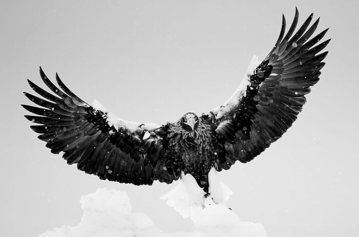 Wildlife Pics That Will Make You Say Wow, Plus The Cool Stories Behind Them