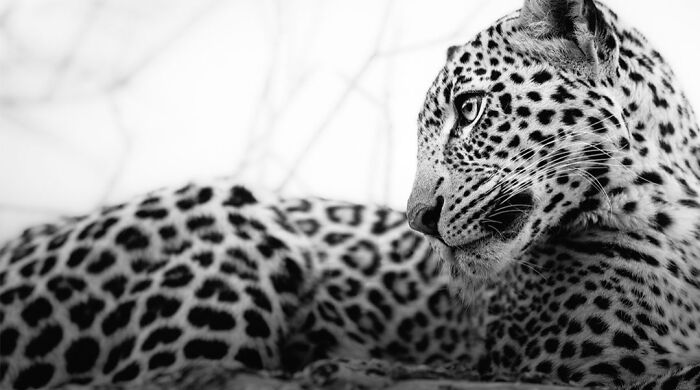 Wildlife Pics That Will Make You Say Wow, Plus The Cool Stories Behind Them