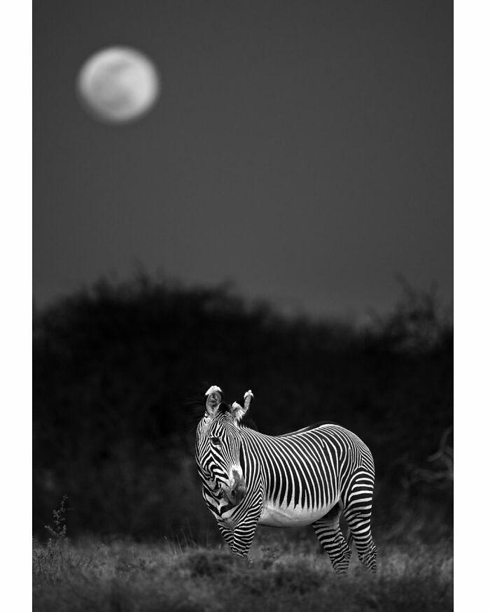 Wildlife Pics That Will Make You Say Wow, Plus The Cool Stories Behind Them