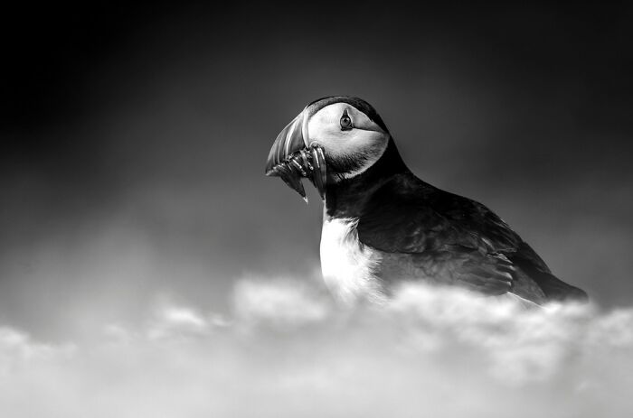 Wildlife Pics That Will Make You Say Wow, Plus The Cool Stories Behind Them