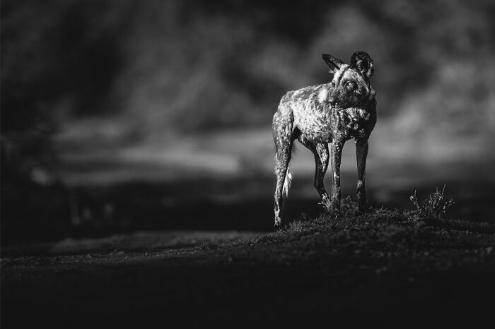 Wildlife Pics That Will Make You Say Wow, Plus The Cool Stories Behind Them