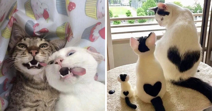 This Instagram Page Is Pure Cat Chaos And You’ll Totally Wanna Adopt One