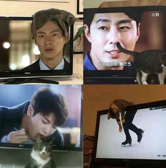 This Instagram Page Is Pure Cat Chaos And You'll Totally Wanna Adopt One