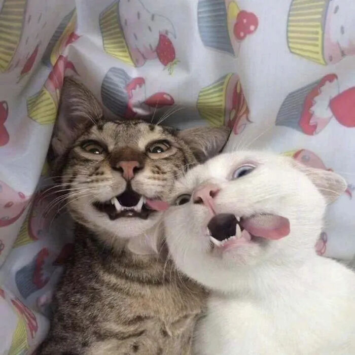 This Instagram Page Is Pure Cat Chaos And You'll Totally Wanna Adopt One