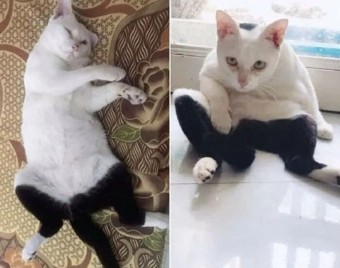 This Instagram Page Is Pure Cat Chaos And You'll Totally Wanna Adopt One