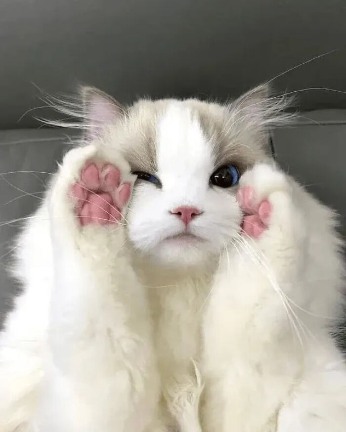 This Instagram Page Is Pure Cat Chaos And You'll Totally Wanna Adopt One